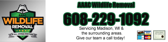 Madison Wildlife Removal Pest Animal Control Wi Aaac Wildlife Removal