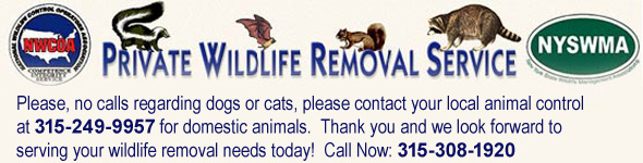 Syracuse Wildlife Removal, Pest Animal Control NY - Jeremiah J. Burns  Wildlife Removal Services