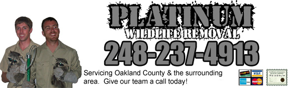 Oakland County Wildlife Removal, Pest Animal Control MI - Platinum Wildlife  Removal