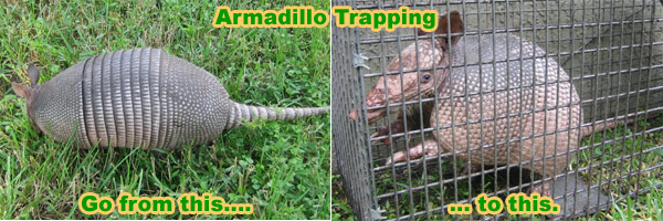 Armadillo Removal & Control