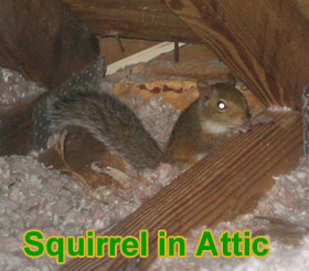 Animal In the Attic - How to Get Animals Out Of Your Attic