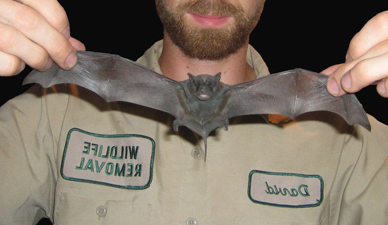 BIRD BARRIER Bat Removal Cone, Animal Control, 6 in- 20YR43-N8-PC20 -  Grainger