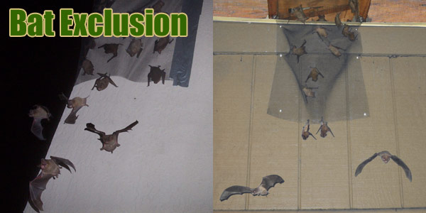 Bat Exclusion - What Devices Get Bats out of a Roof?
