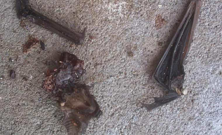 Pets finding dead bats: what you should 