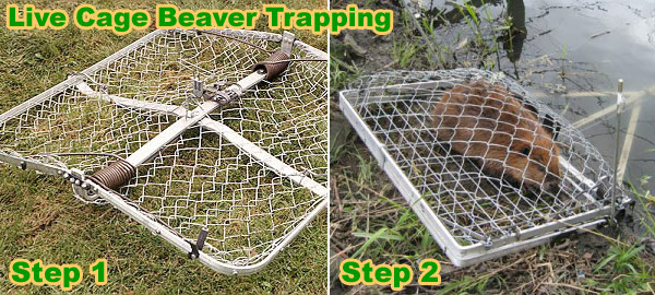 Beaver Trapping Tips - Types of Sets, What Bait to Use