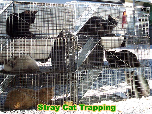 Feral Cat Trapping Tips