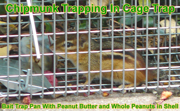 How to Trap Chipmunks, Trapping Chipmunks
