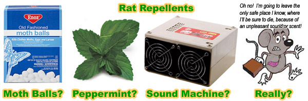 best rat repellents