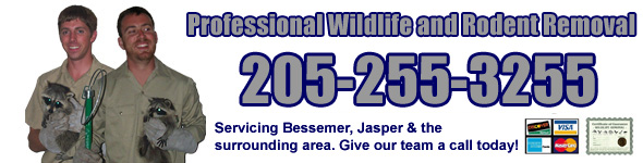 Hoover Wildlife Removal, Pest Animal Control AL - Professional Wildlife and  Rodent Removal