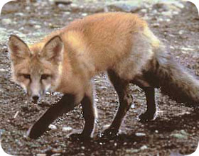 Are Fox Dangerous to People or Pets?