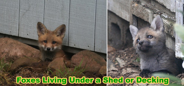 How to Get a Fox Out From Under a Shed, Deck, Porch, or House