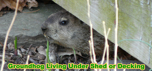 How to Get Rid of a Groundhog Under My Shed, Deck, or House