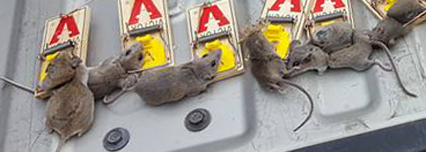 How to Remove Mice From Your Garage