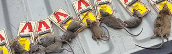 How Can You Kill A House Mouse?