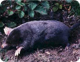 Mole Removal and Control - Animal