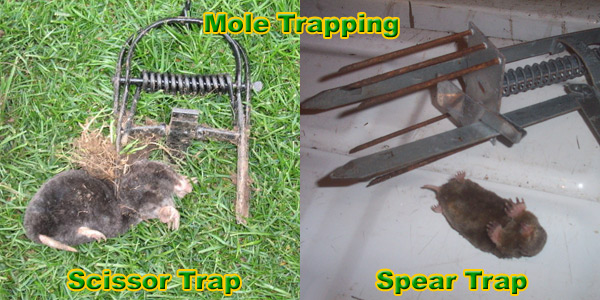 How to Trap a Mole Trapping Tips