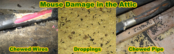 http://www.wildlife-removal.com/images/mouse-damage.jpg