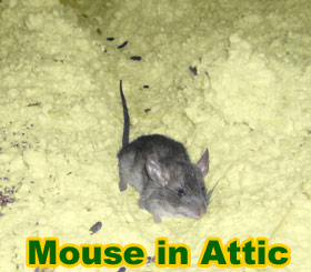 mouseinattic