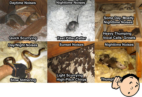 Wild Animal Sounds - Noises in the Attic at Night - Hearing Scratching