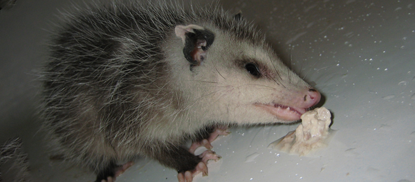 Trapping Opossum - What's The Best Way?