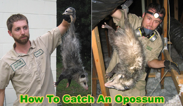 Trapping Opossum - What's The Best Way?