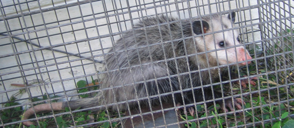 Possum Trapping - How to Trap an Opossum