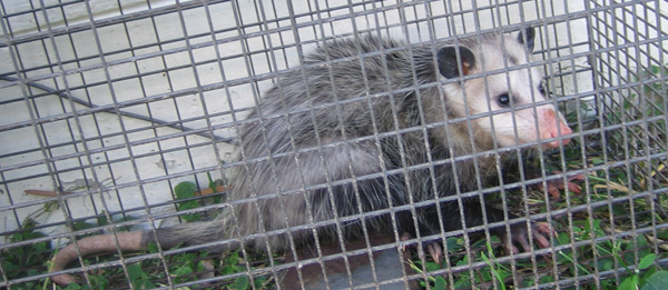 Opossum Trapping - How to Trap a Possum