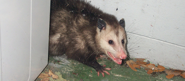 How To Remove Opossums From Under The Shed Or Porch