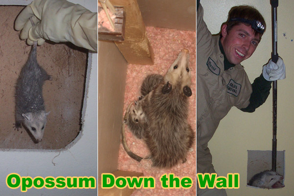 opossum possum walls opossums something
