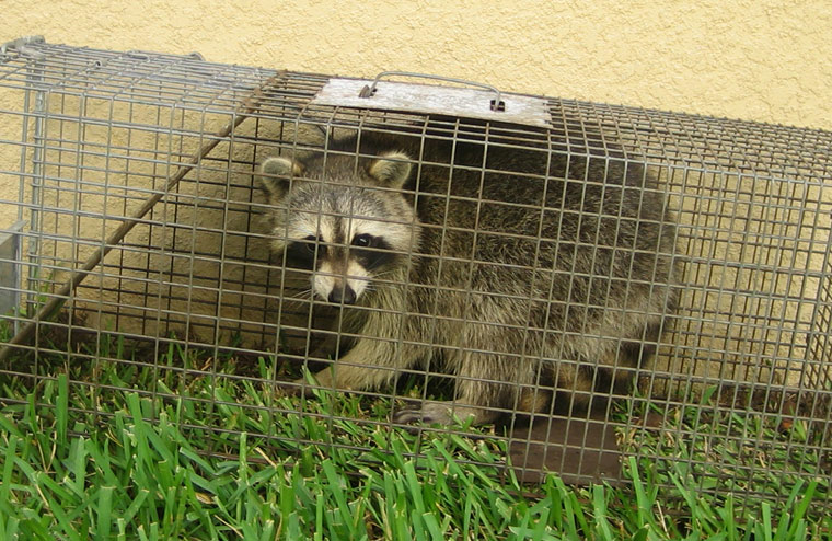 http://www.wildlife-removal.com/images/raccoonbaitideas.jpg