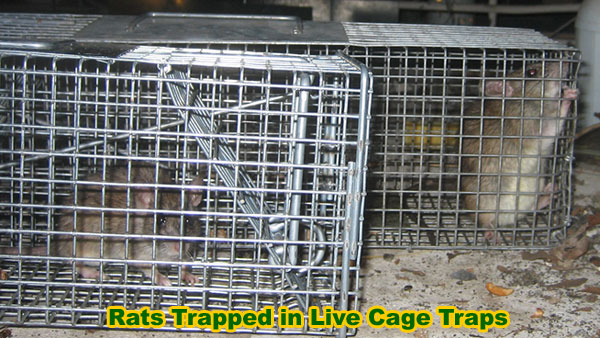 http://www.wildlife-removal.com/images/ratcaged.jpg