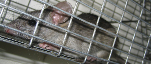 http://www.wildlife-removal.com/images/ratgarageout.jpg