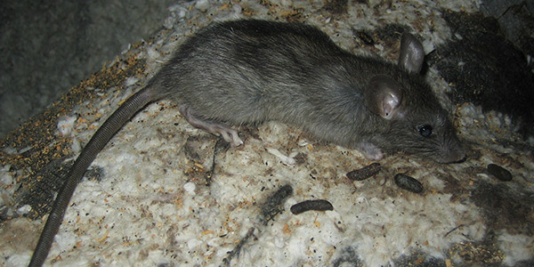 How To Get Rid Of Rats The 5 Steps