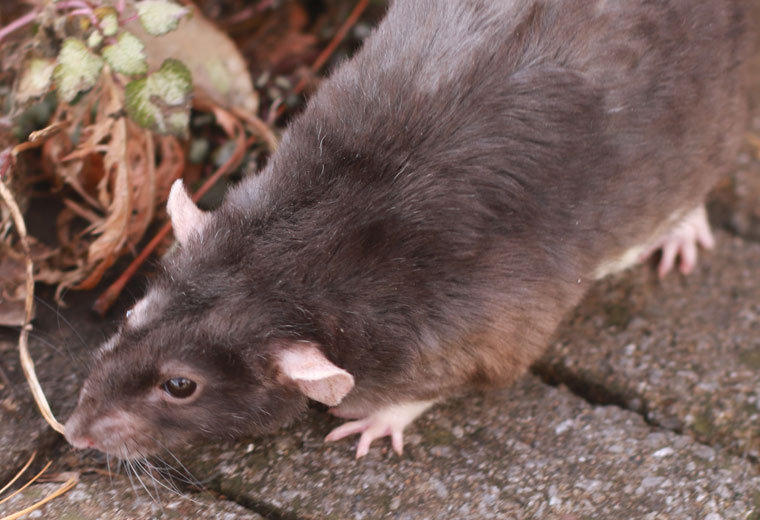 What Kills Rats Instantly? Here's The Trick
