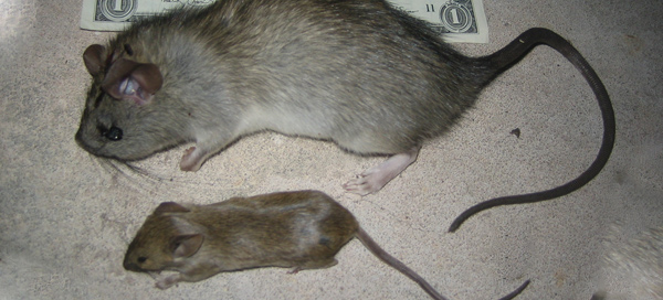 Do Rats Kill Mice,Napoleon Pastry Recipe