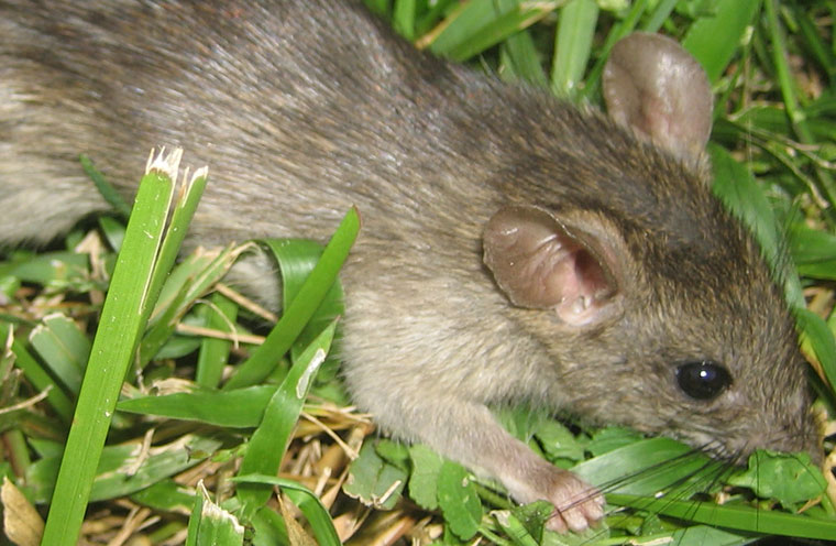 How Do You Kill Rats before They Reproduce?