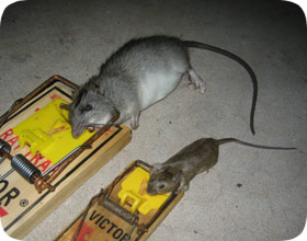 Eliminate Rodents With These Roof Rat Traps - Dr. Death Pest Control