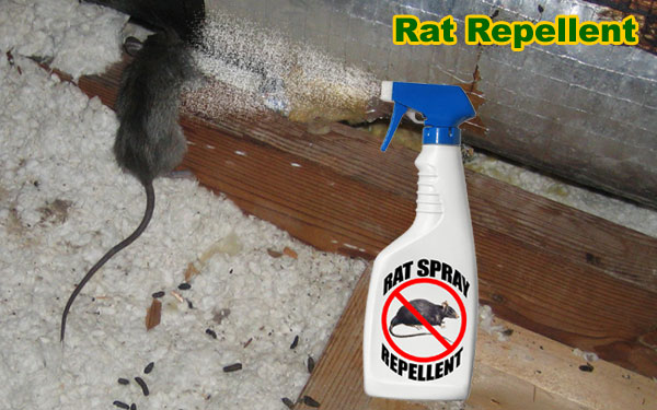 Rat repellent, natural home remedy