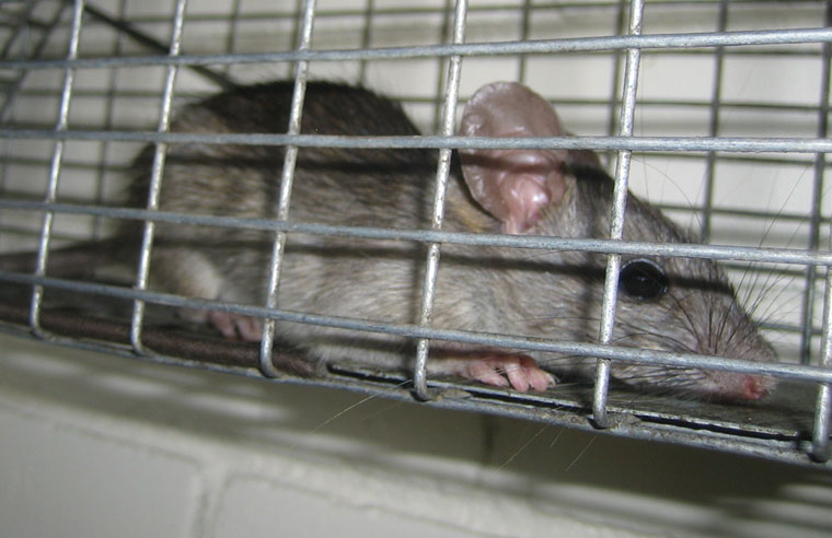 Rat Trapping Legalities: What You Should Know