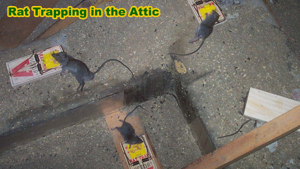 http://www.wildlife-removal.com/images/rattrapping.jpg
