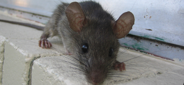 http://www.wildlife-removal.com/images/rattrapping4.jpg