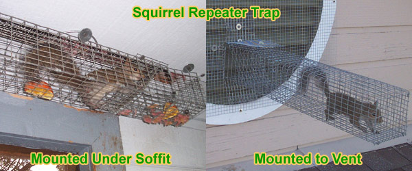How to Keep Away Squirrels From House Yard Property