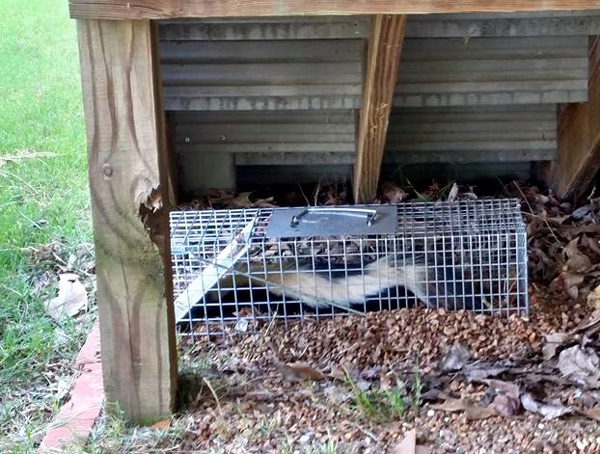 how to get skunk out from under a shed or