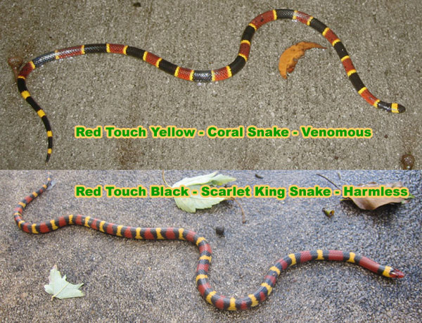 dom Regeneration majs Rhyme for Coral Snakes - Colors to Tell if a Snake is Poisonous Red Yellow  Black Poem