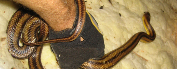What Does Garter Snake Poop Look Like  