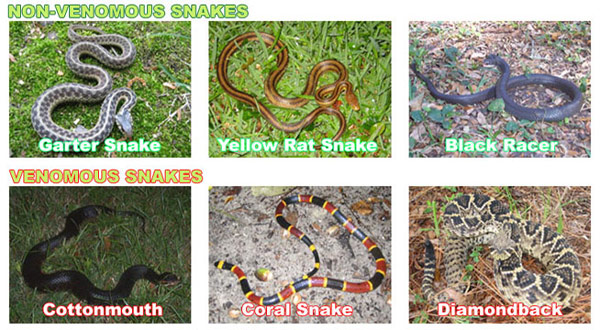 Florida Venomous Snakes Chart