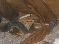 How to Get Squirrels Out of the Attic  Your House