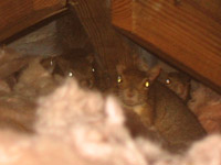 How To Get Squirrels Out Of The Attic Your House