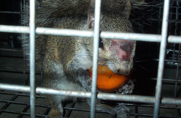 What is the best bait to trap squirrels? Peanut Butter? Sunflower Seeds?