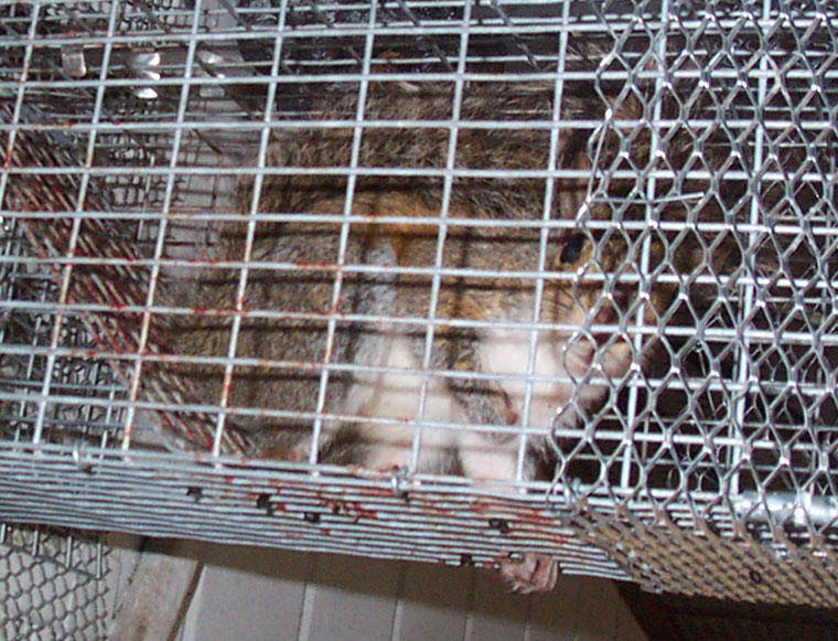 Squirrel Trapping & Legalities: What You Need to Know